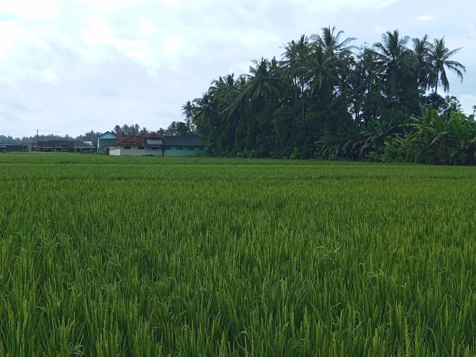 Petak sawah hijau di Moyudan dengan deretan pohon kelapa dan bangunan permukiman di belakangnya